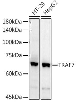 Western Blot: TRAF7 Antibody [NBP3-04330] - Western blot analysis of extracts of various cell lines, using TRAF7 antibody (NBP3-04330) at 1:1000 dilution. Secondary antibody: HRP Goat Anti-Rabbit IgG (H+L) at 1:10000 dilution. Lysates/proteins: 25ug per lane. Blocking buffer: 3% nonfat dry milk in TBST. Detection: ECL Basic Kit. Exposure time: 180s.